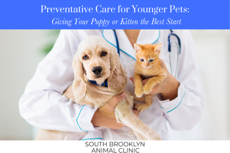 Preventative Care for Younger Pets: Giving Your Puppy or Kitten the Best Start